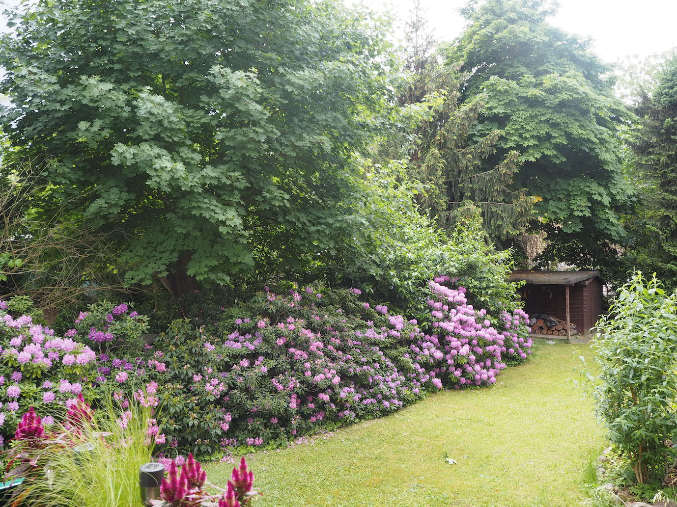 Blick in den Garten im Juni, die Hecke blüht lila